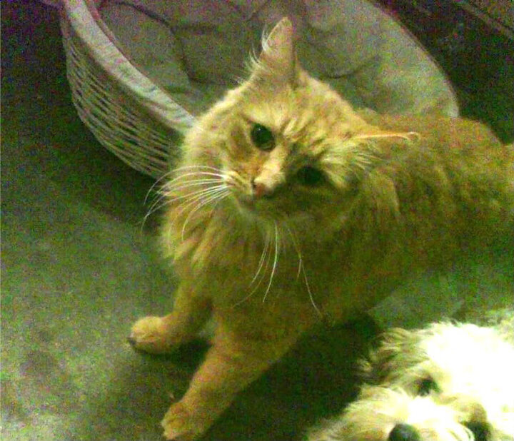 绿茵与硬木,从欧冠焦点到CBA压制,解析竞技体育的绝对控制力