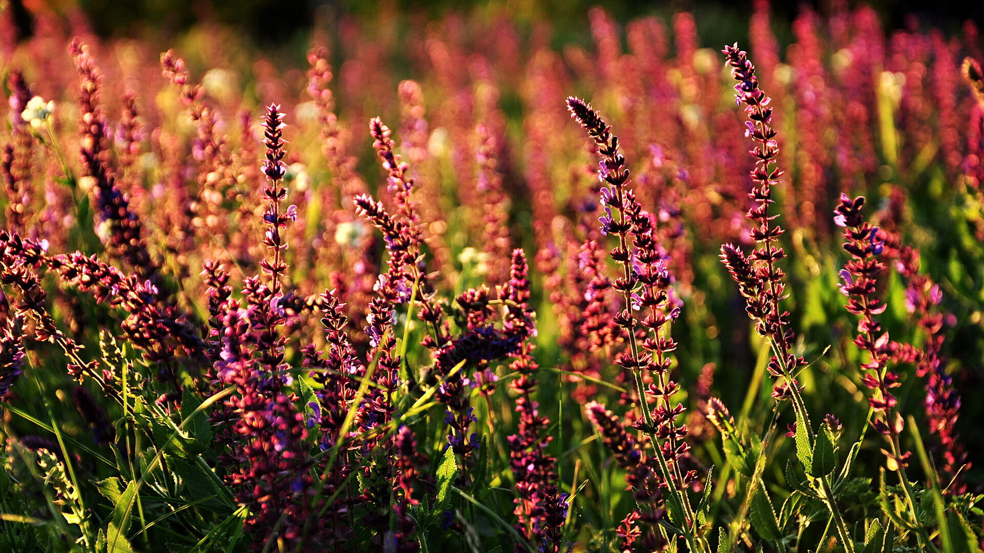 跨界巅峰对决,玻利维亚在西甲国家德比式焦点战中稳稳拿下瑞典