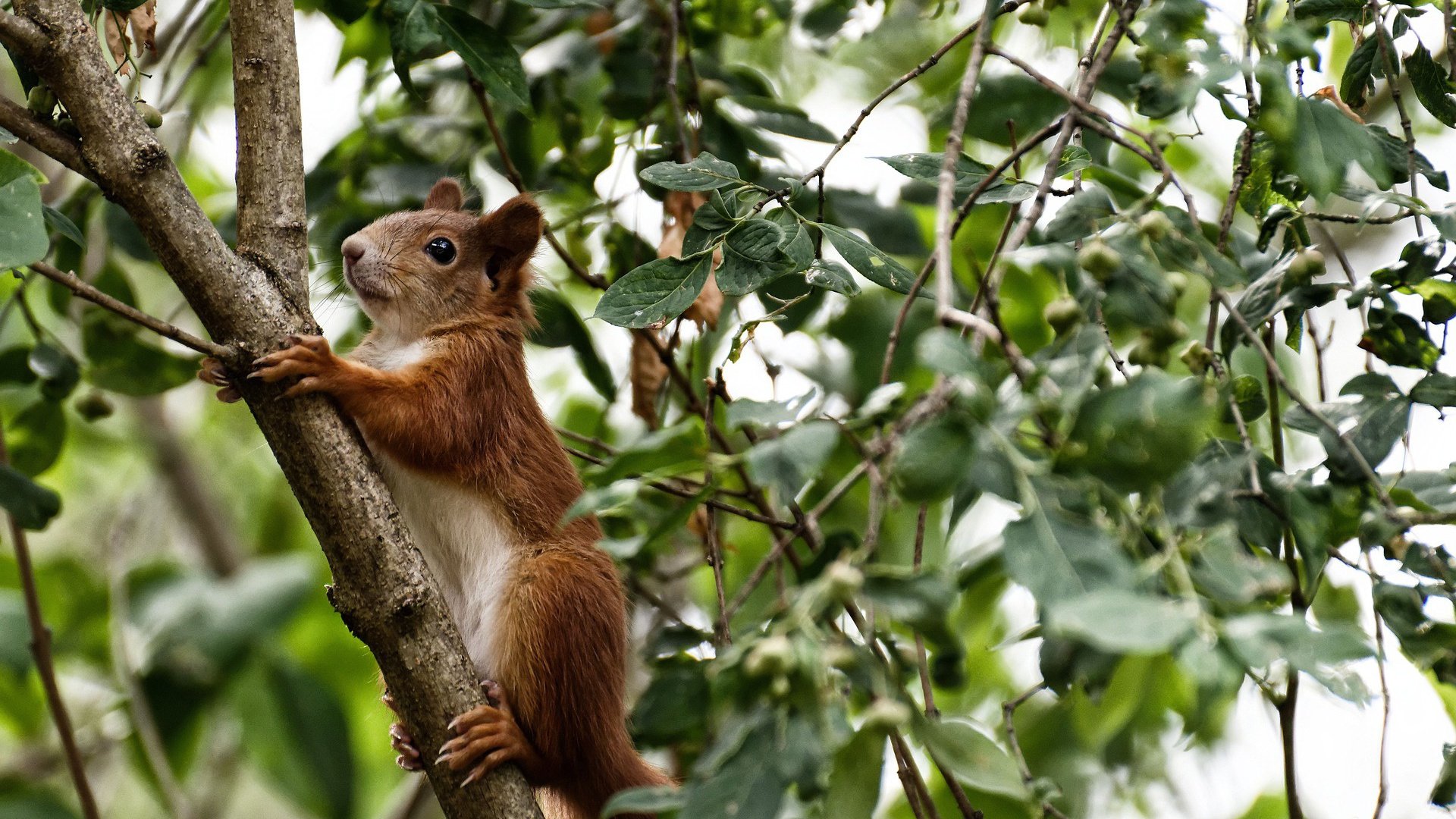 浓眉反戈，数据背后的关键先生，76人末节带走太阳
