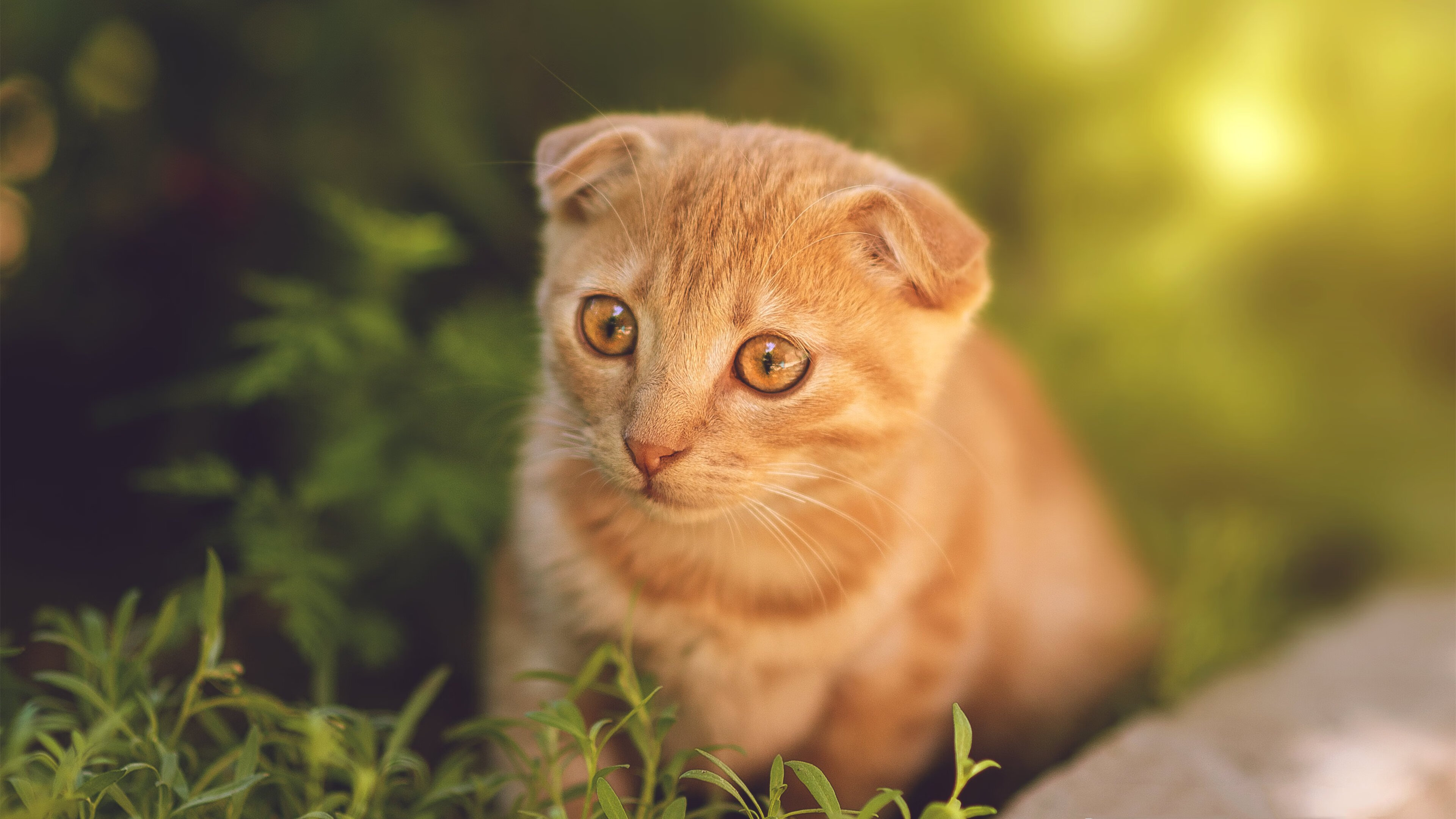 天降神兵！尼克斯万箭齐发，克莱末节19分令广厦防线完全无解