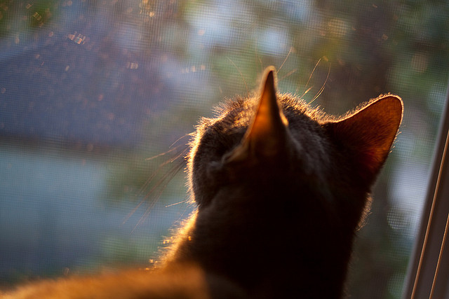 当安哥拉的季风遇上威尔士的堡垒，赖斯在此夜成为北境的传奇