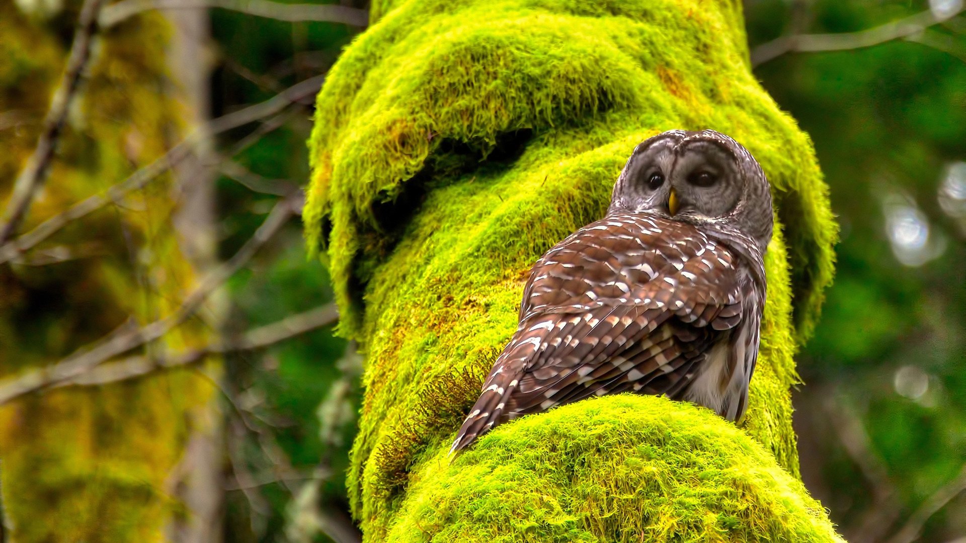 世纪对决，篮网险胜湖人，定义赛季的年度焦点之战