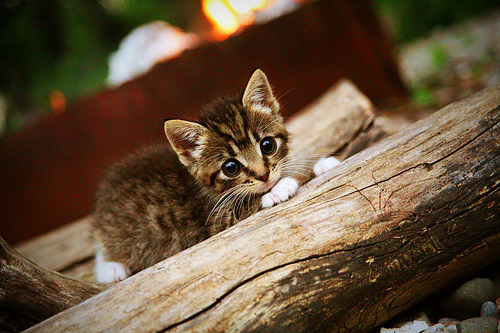 足坛魔术师降临F1之夜,当莫德里奇点燃引擎轰鸣的街道