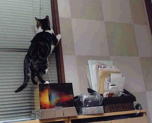 被偷走的胜利，当约基奇助攻雷霆完成逆转