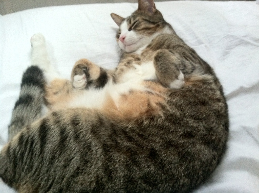 轰塌文班亚马最后防线!贝恩让瓦塞尔末节22分沦为绝命悲歌